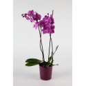 Orchidée Phalaenospis 2 hampes + cache pot