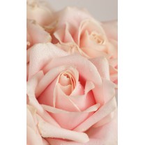 Composez votre bouquet de roses