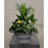Panier de plantes d'intérieur fleuries / 4 plantes
