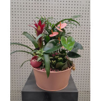 Panier de plantes d'intérieur fleuries / 5 plantes