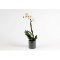 Orchidée Phalaenospis 2 hampes + cache pot