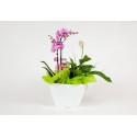 Orchidée duo avec plante verte