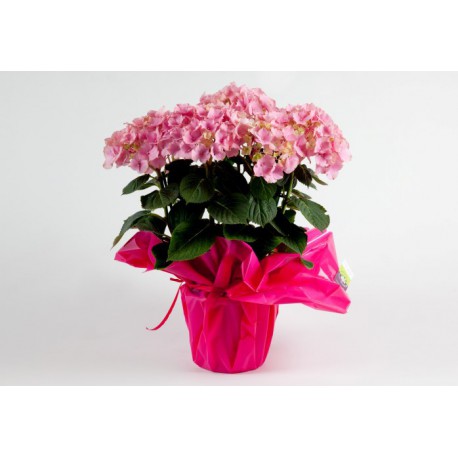 Hortensia Hortensia
