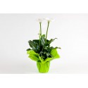 Arum
