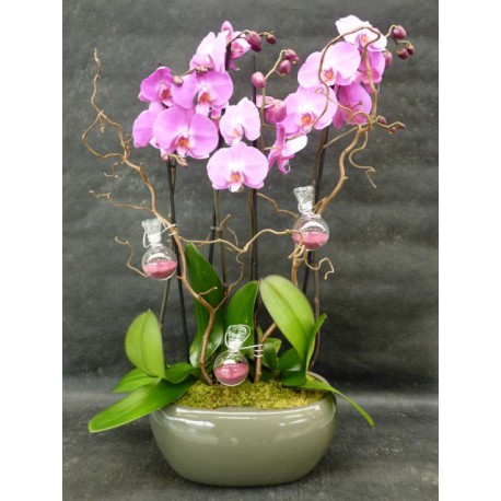 Duo d'orchidées