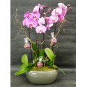 Duo d'orchidées