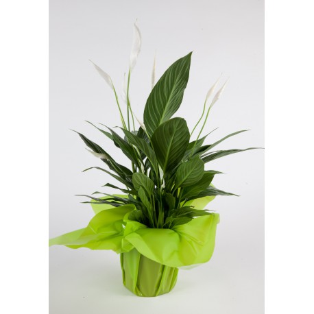 Spathiphyllum Spathiphyllum