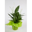 Spathiphyllum
