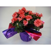 Azal&eacute;e + Corollle