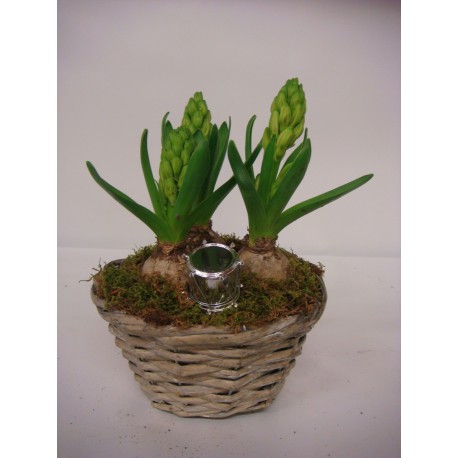 Panier de jacinthe