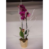 Orchid&eacute;e sp&eacute;ciale No&euml;l 